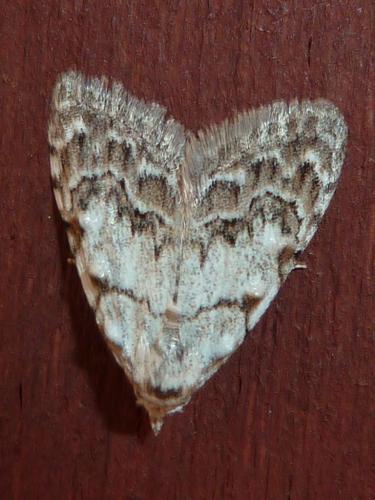 Réf. 180 727 : Nola confusalis